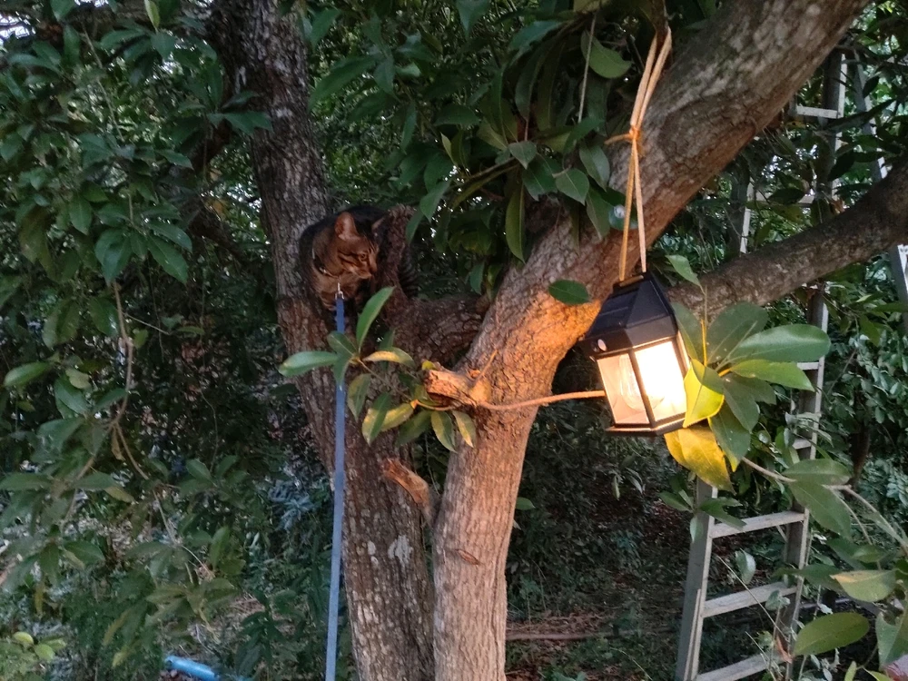 GIF อัปโหลดโดย Som