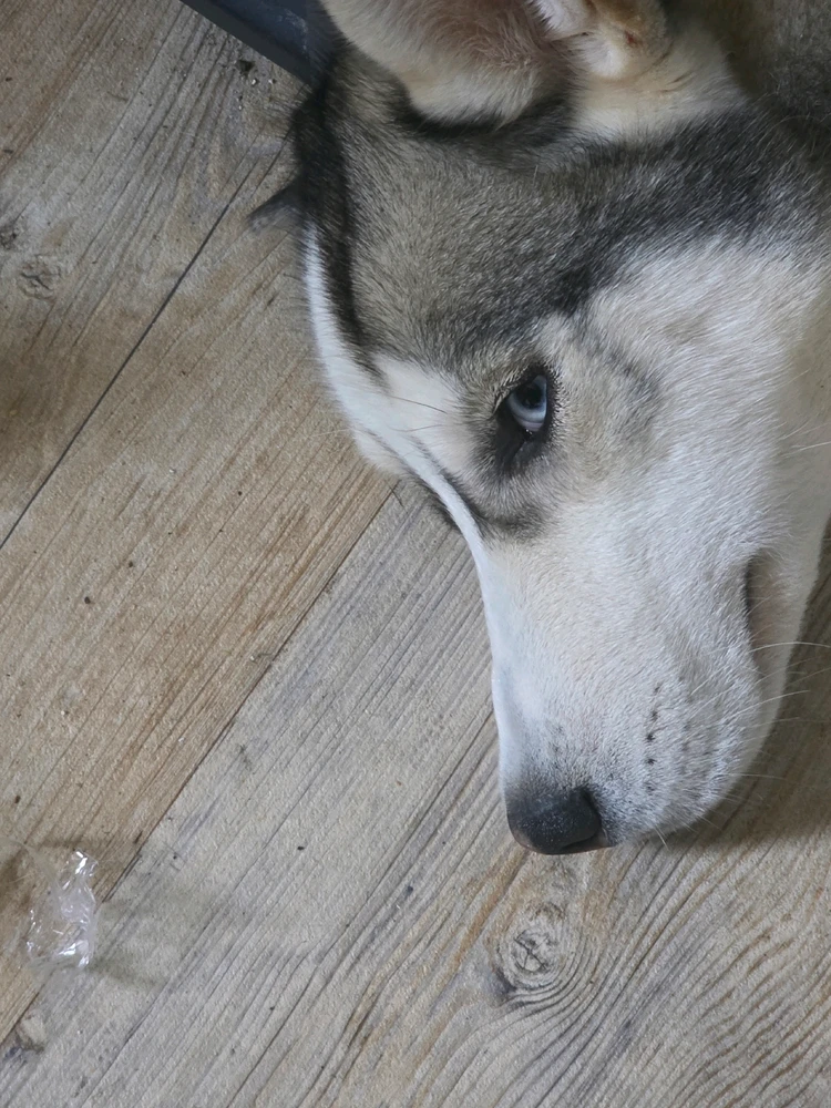 GIF ajouté par Sofiane