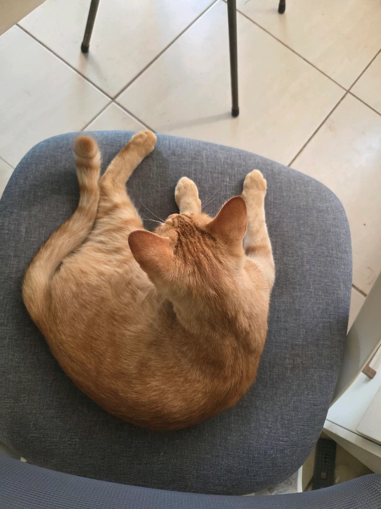 Image uploaded by Kai