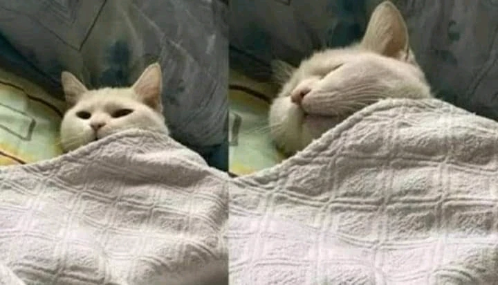 GIF uploaded by Andrew