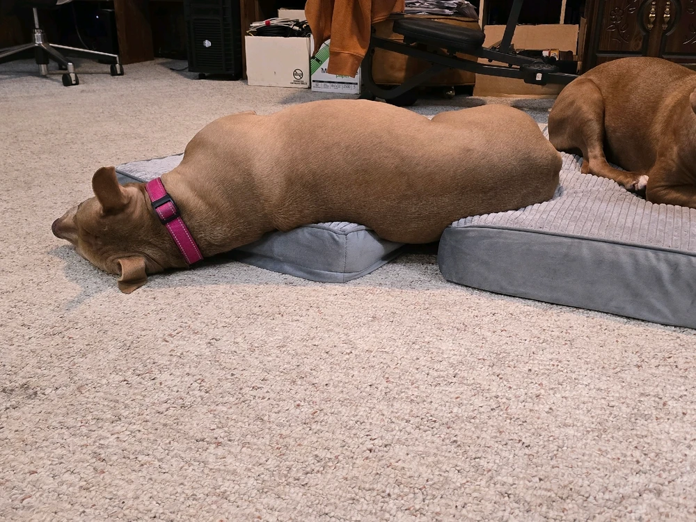 GIF uploaded by StinkyCheese