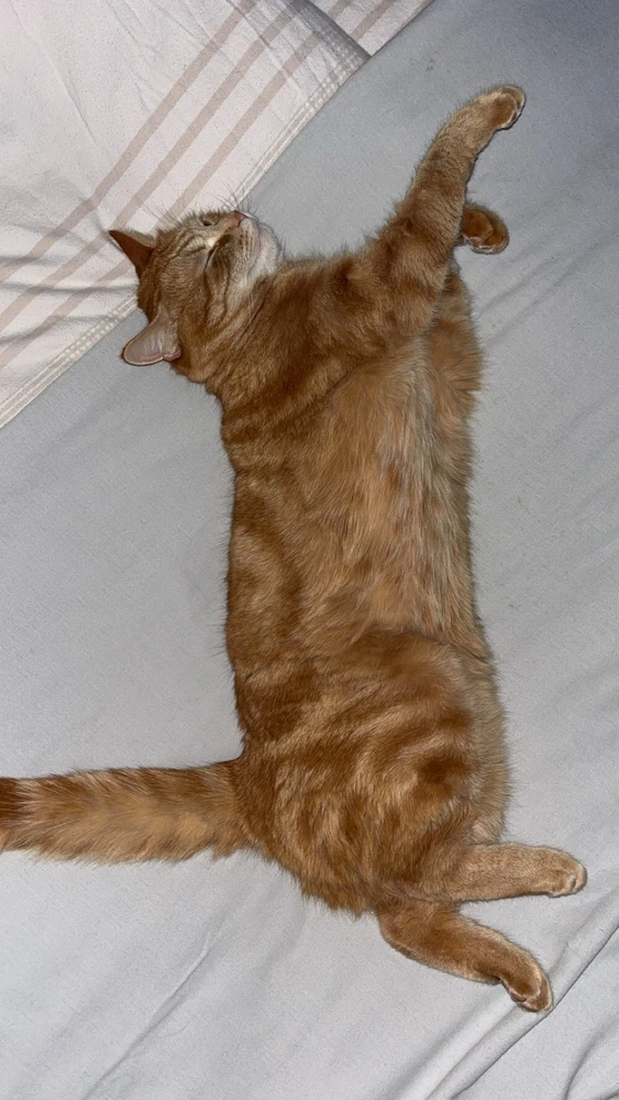 GIF hochgeladen von Lara