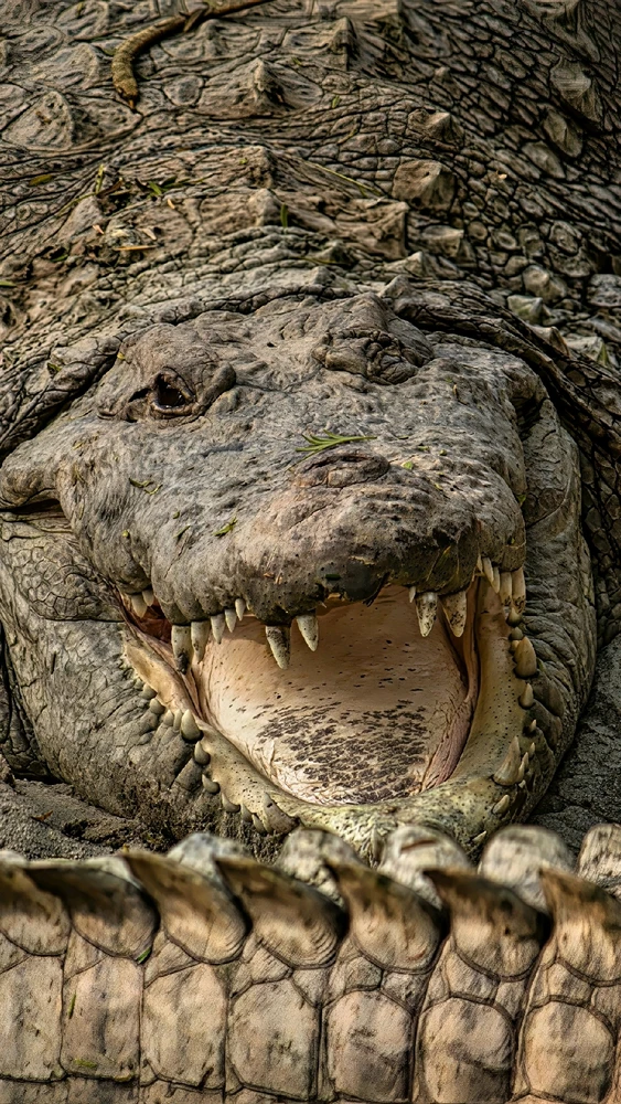 Image uploaded by Max Drew / Raman