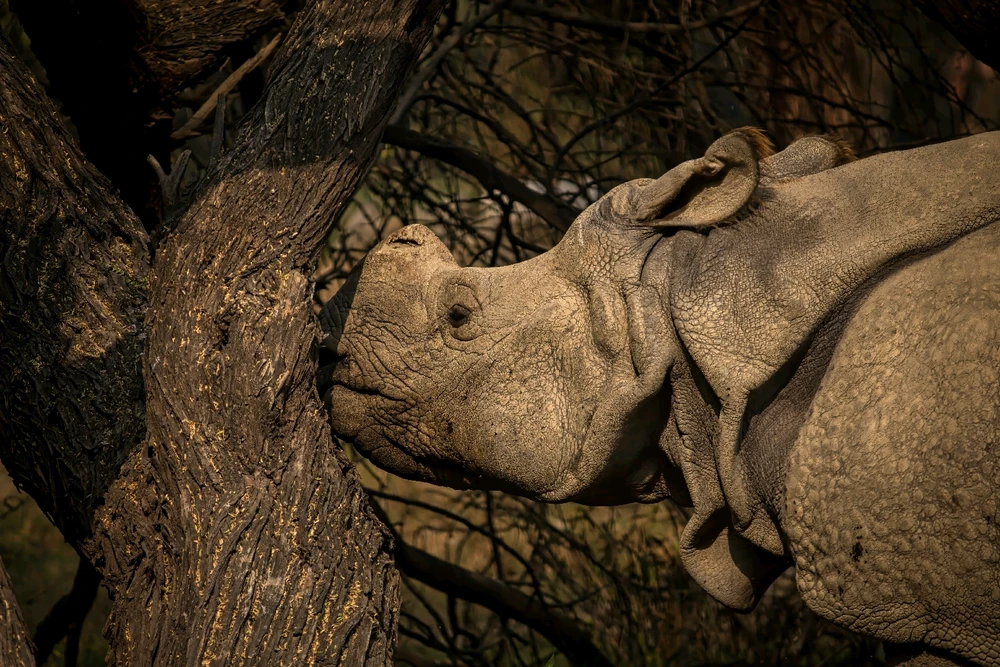 Image uploaded by Max Drew / Raman