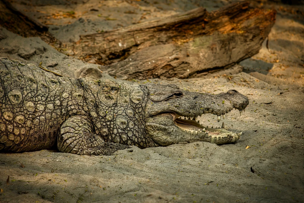 Image uploaded by Max Drew / Raman