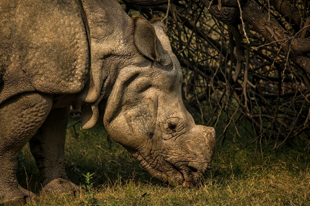 Image uploaded by Max Drew / Raman