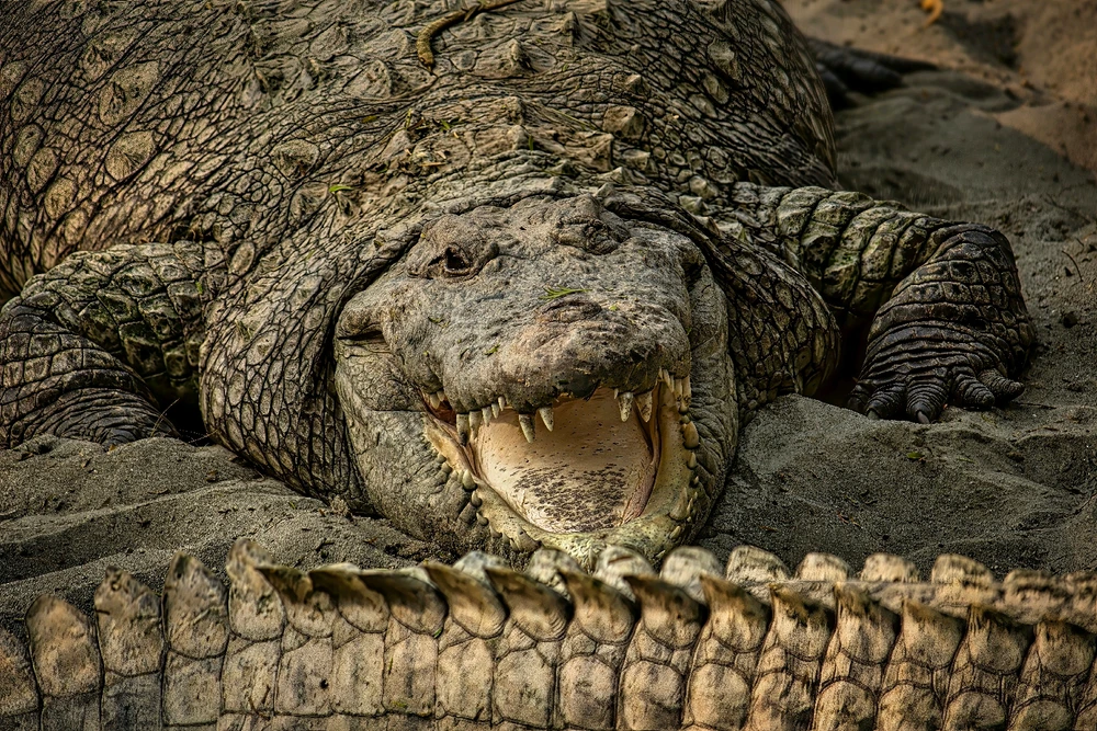 Image uploaded by Max Drew / Raman