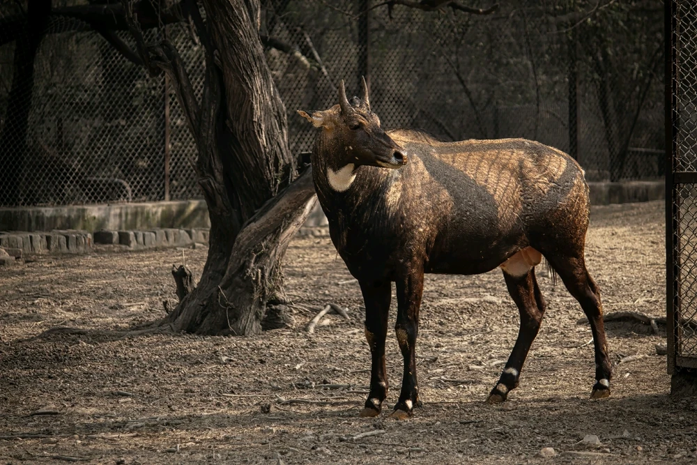 Image uploaded by Max Drew / Raman