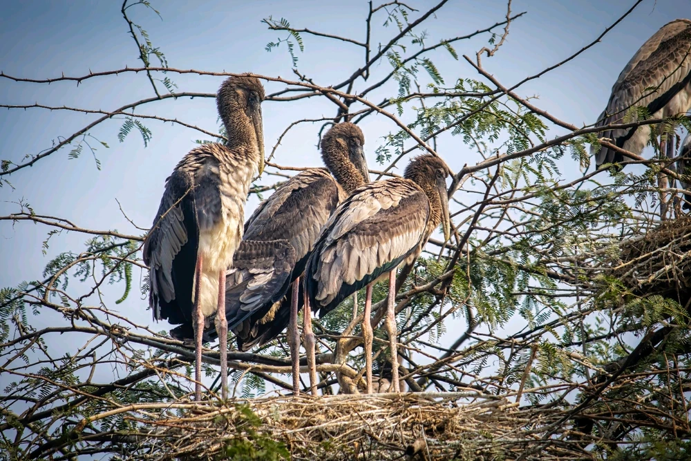 Image uploaded by Max Drew / Raman