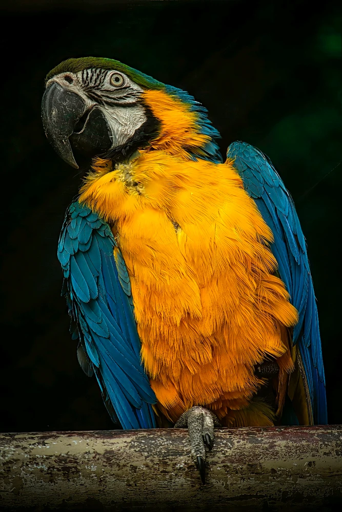 Image uploaded by Max Drew / Raman