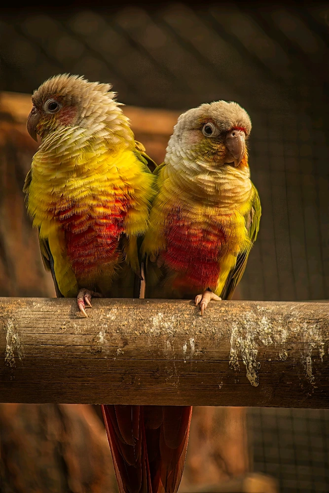 Image uploaded by Max Drew / Raman