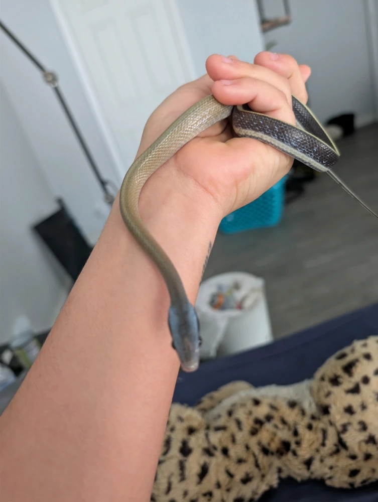 Image uploaded by Jordin