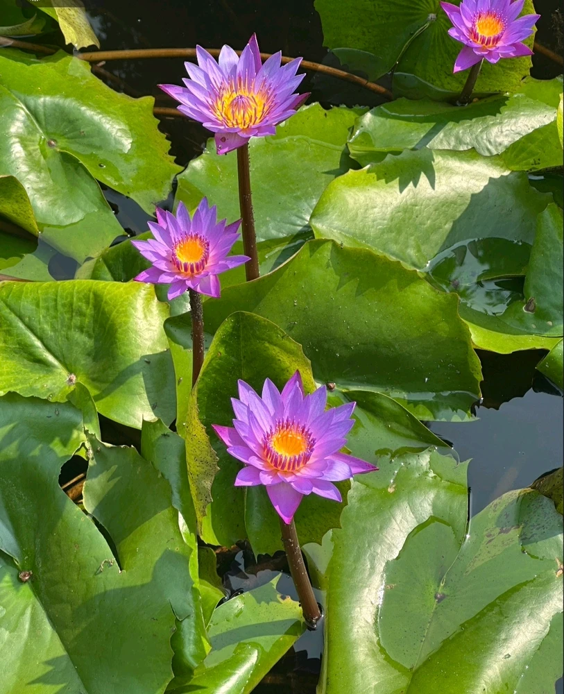 Imagen subida por Maru