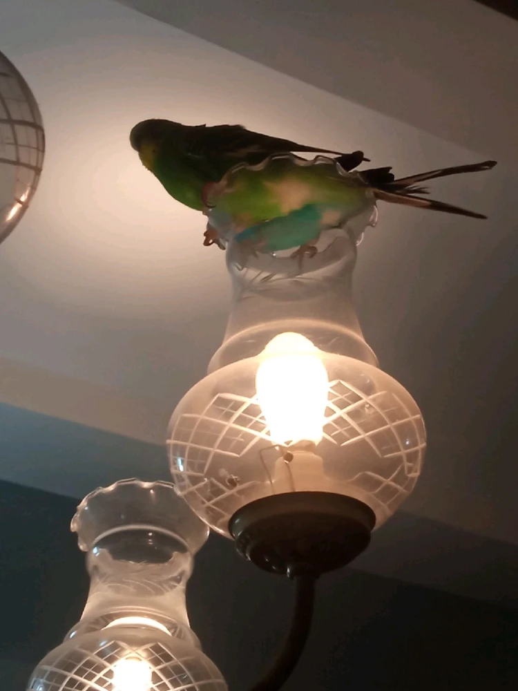 Imagen subida por Harold