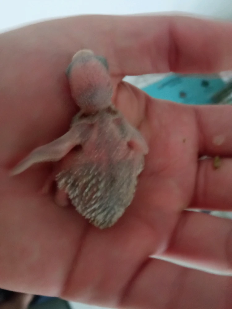 Imagen subida por Harold