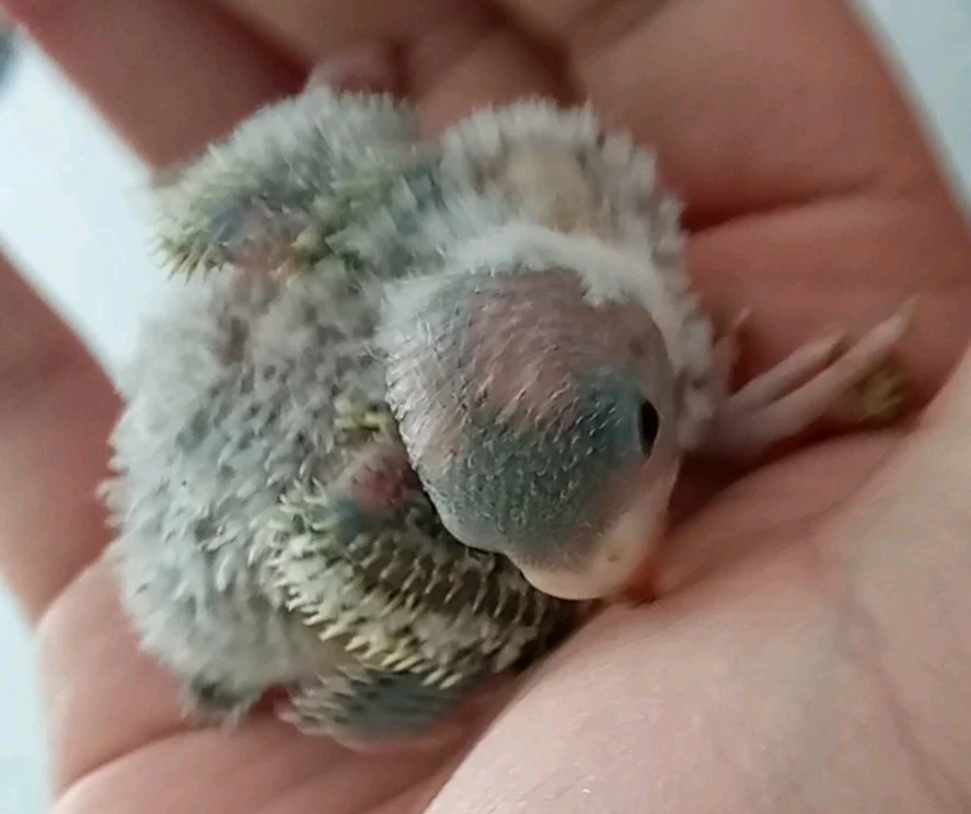 Imagen subida por Harold