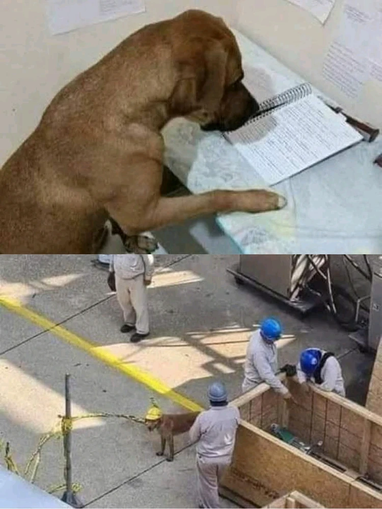 GIF hochgeladen von Hackfleischhassenderzerhacker