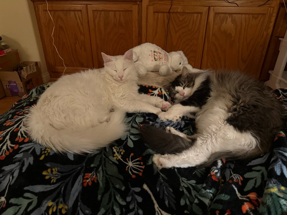 GIF uploaded by Jessica