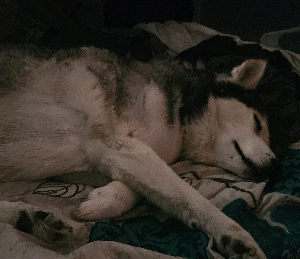 GIF uploaded by Chad