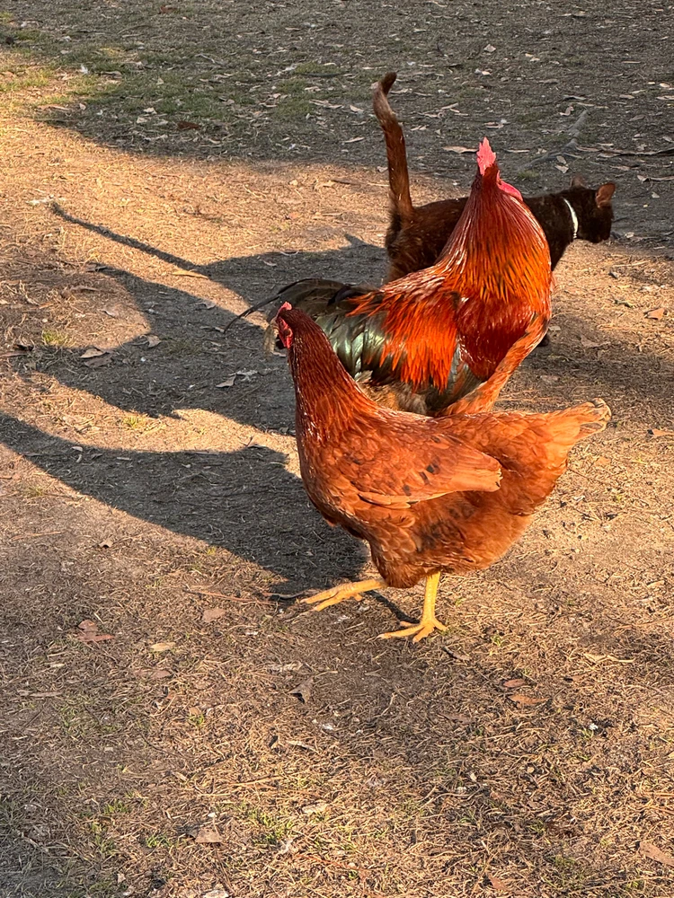 Image uploaded by Rawrrae