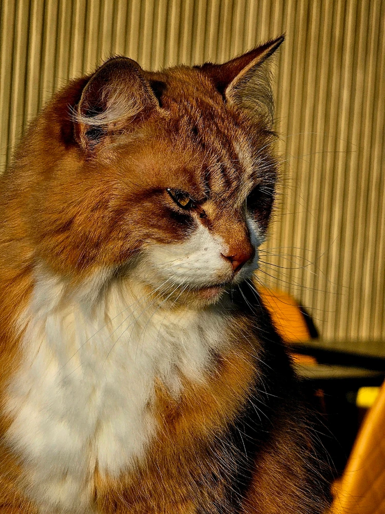 Image uploaded by Ash