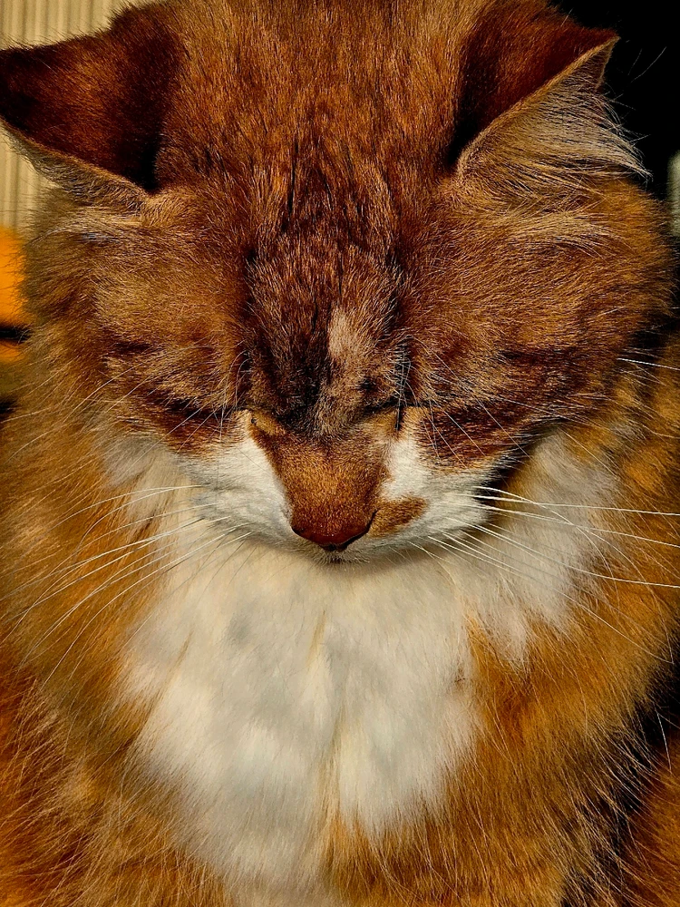 Image uploaded by Ash