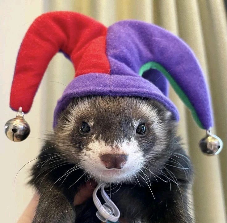 GIF uploaded by π―ππππ·ππβ§Λ