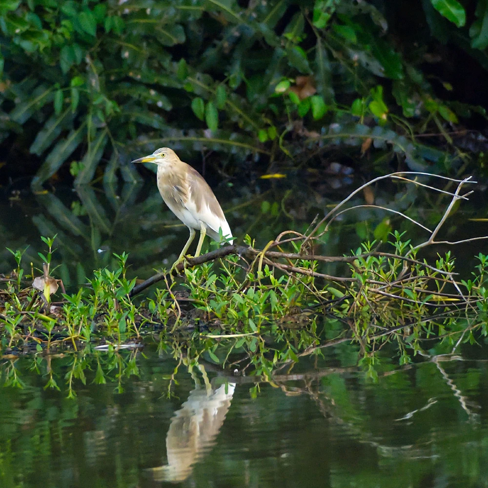 Indian pond heron