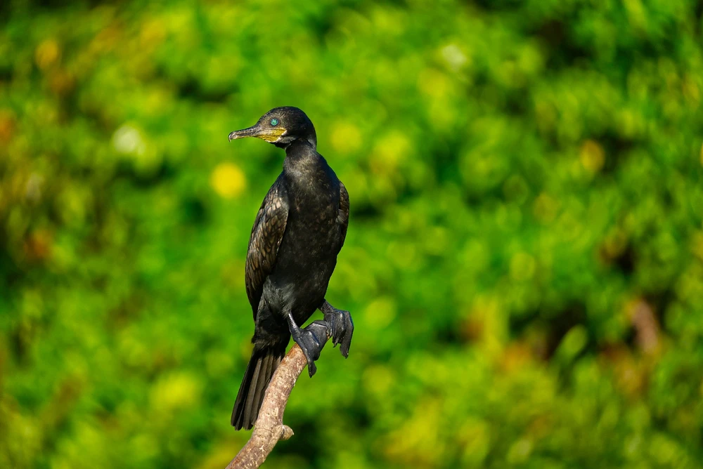 Indian cormorant