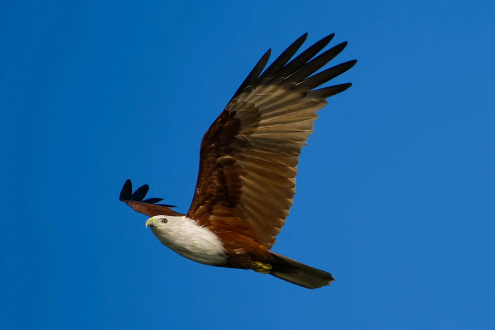 Brahminy kite