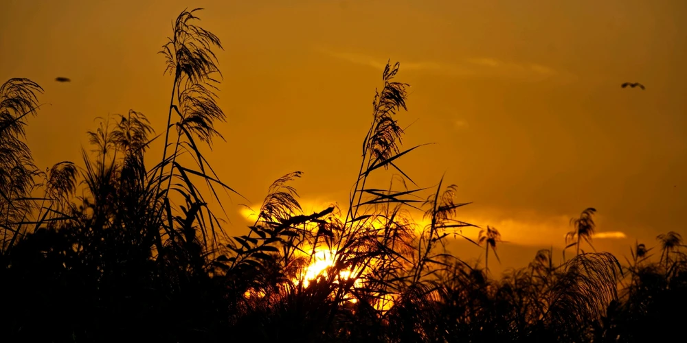 The sun rising over the tall grass in the marsh