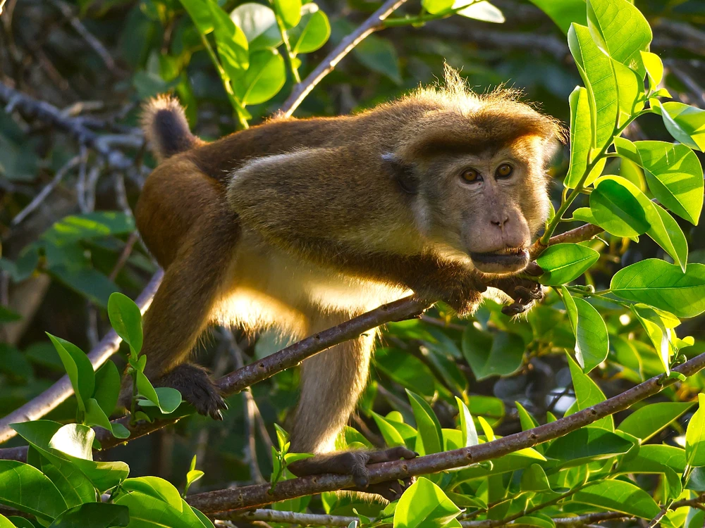 Toque macaque
