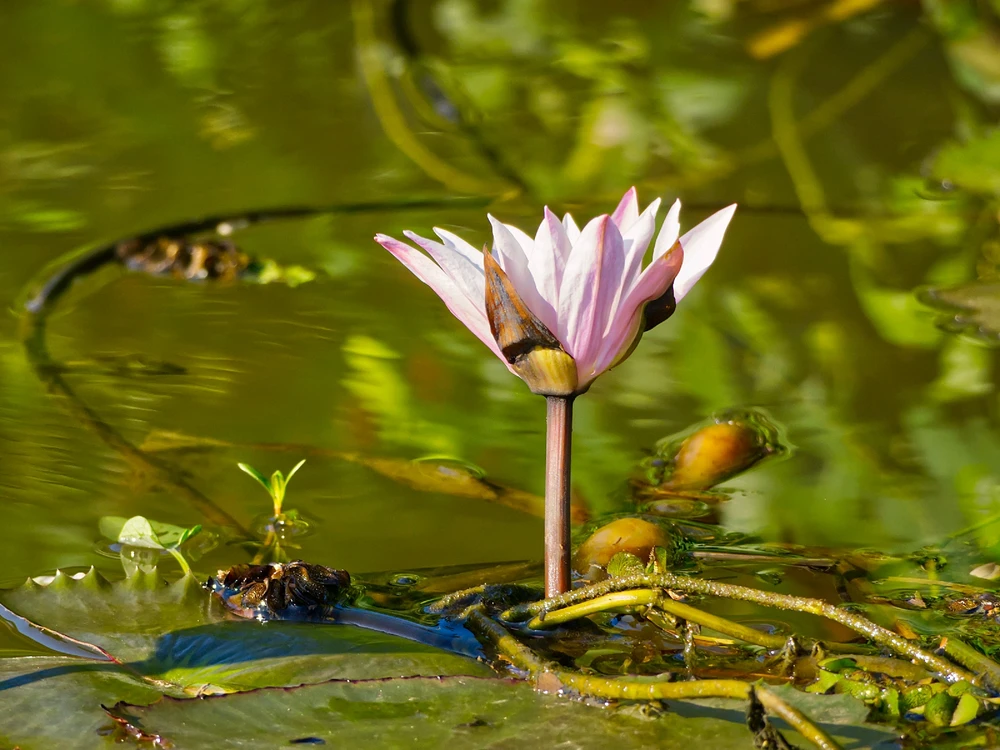 Red water lily