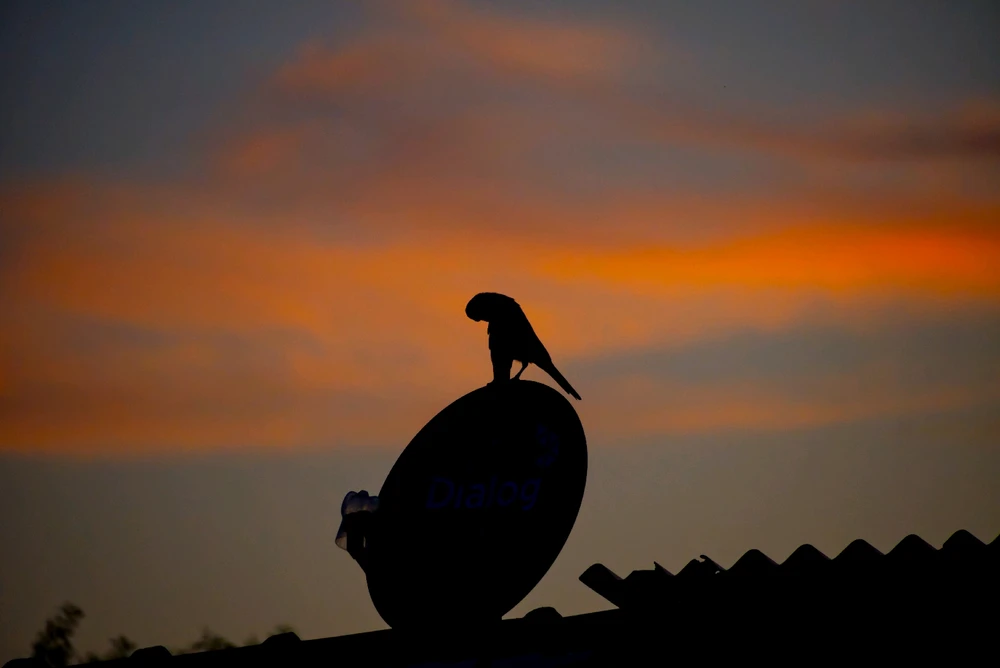 Lol, an unknown birdo perched on a satellite dish as the sunrise creeps through the clouds
