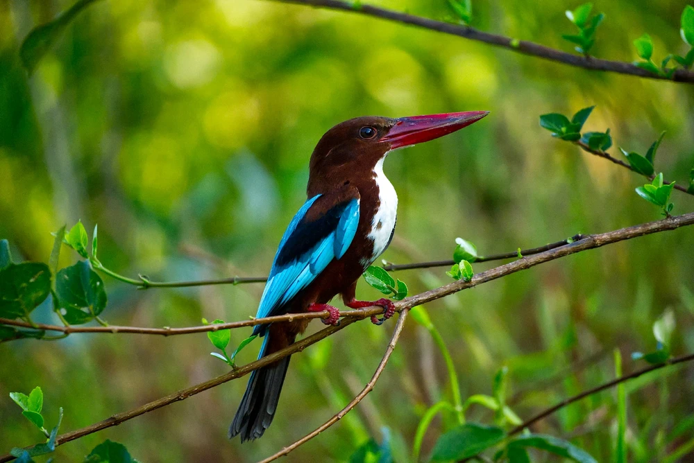 White-throated kingfisher