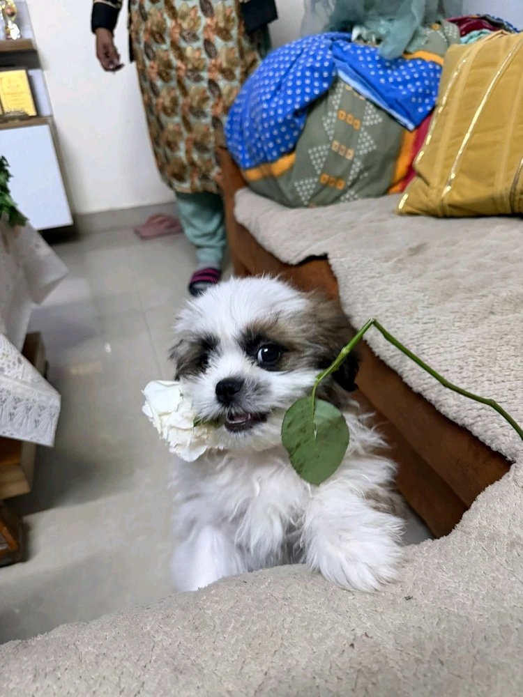 GIF uploaded by Harsh Singh