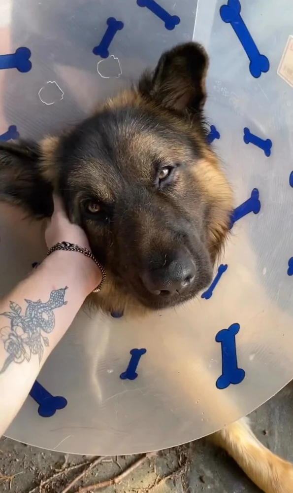 GIF uploaded by Shelby