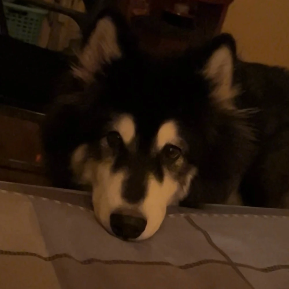 Image uploaded by Ruby