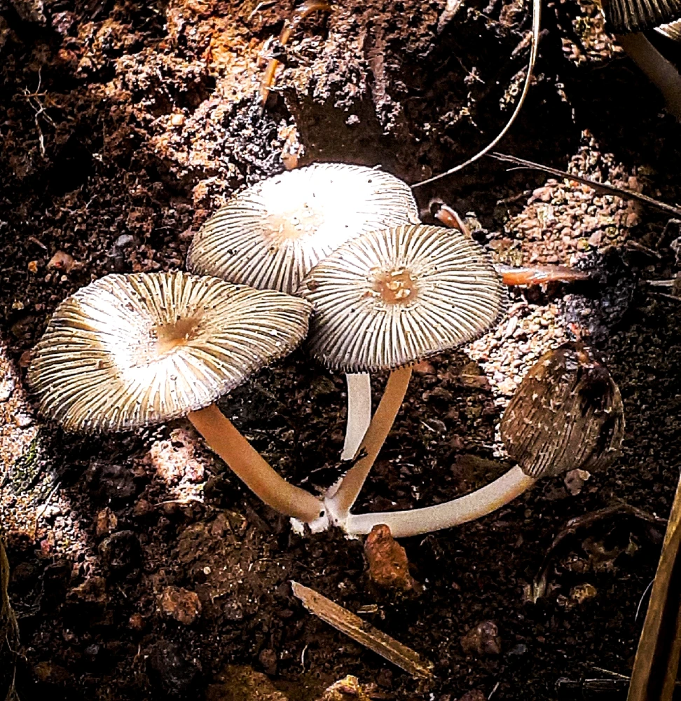 GIF diunggah oleh Estrovi