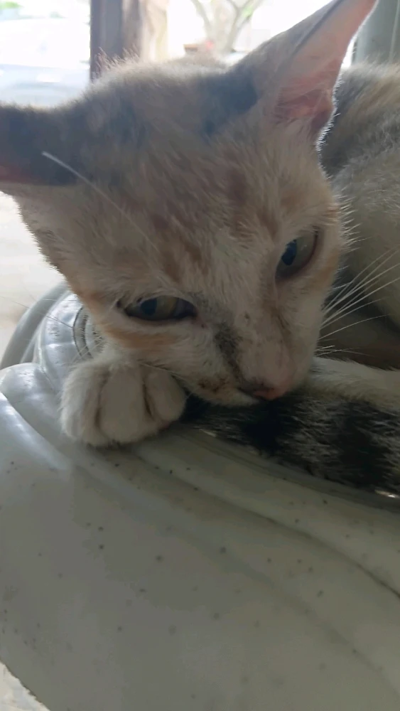 Image uploaded by Mj