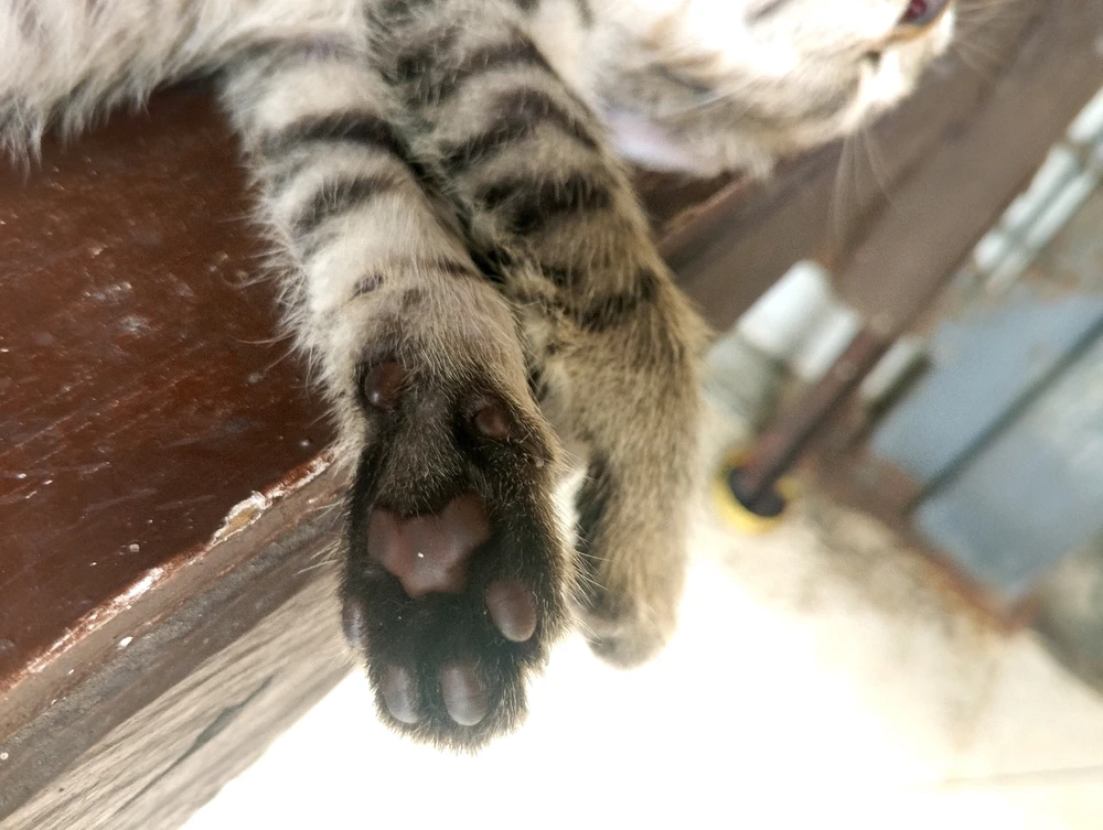 Image uploaded by Hanael