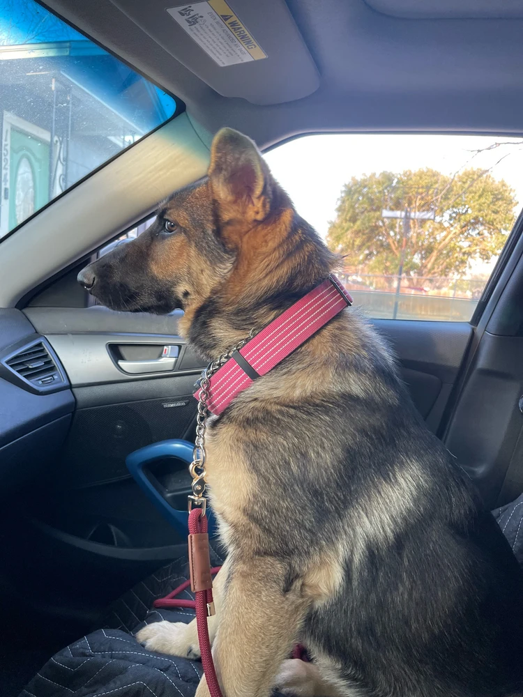 GIF uploaded by Josh Terror