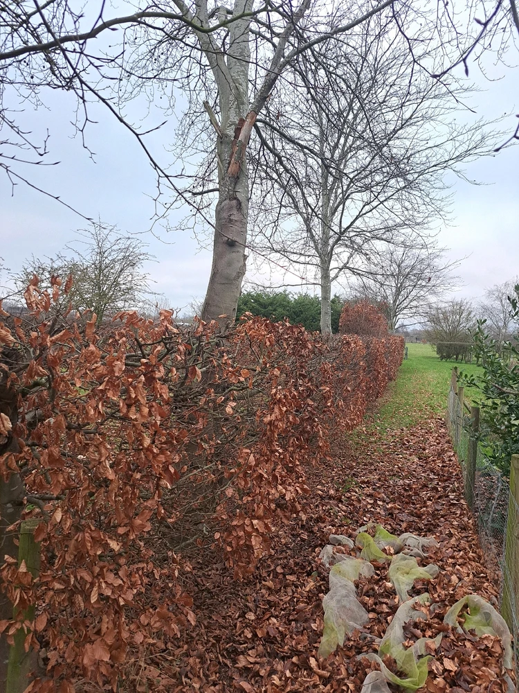 Image uploaded by JD