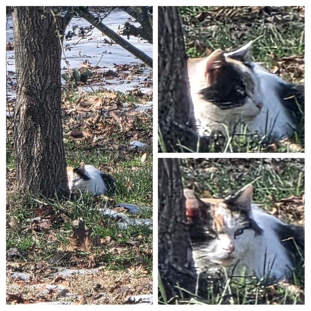 GIF uploaded by Moondoggy