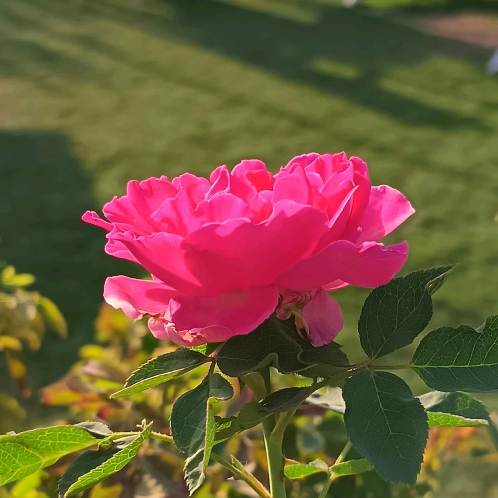 GIF uploaded by Mustafa