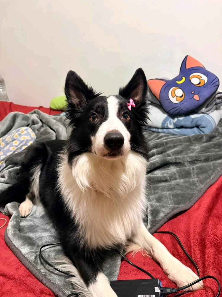 GIF uploaded by Syrine