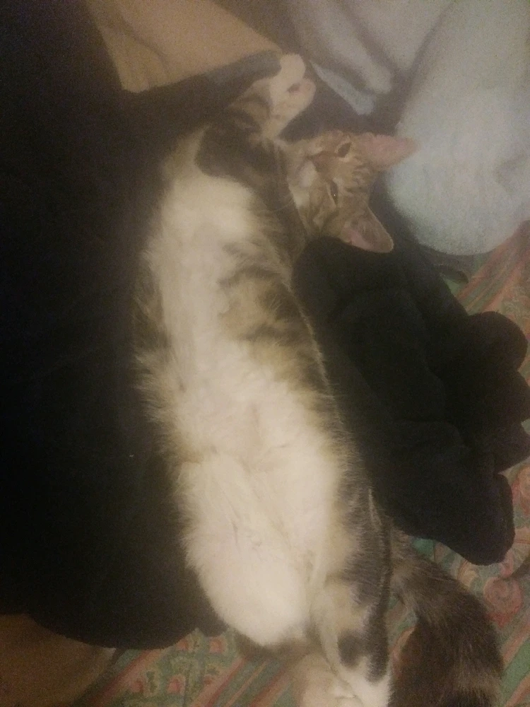 GIF diunggah dening Calvin