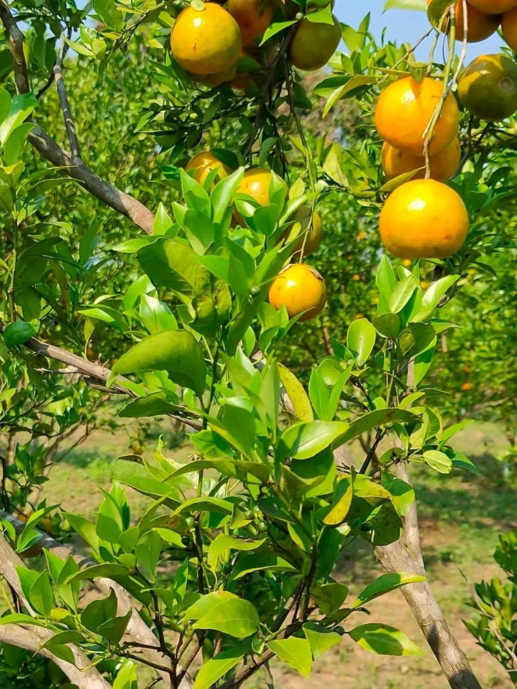 รูปที่อัพโหลดโดย NANI