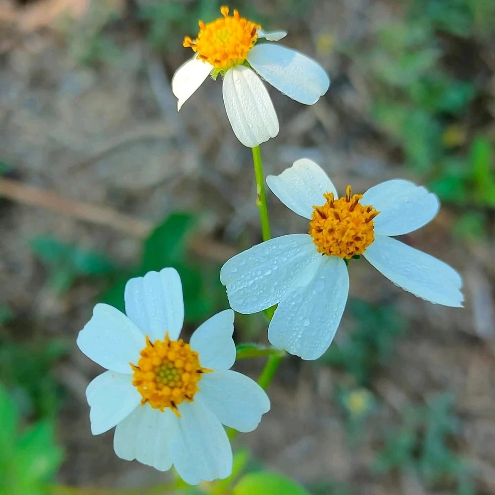 รูปที่อัพโหลดโดย NANI