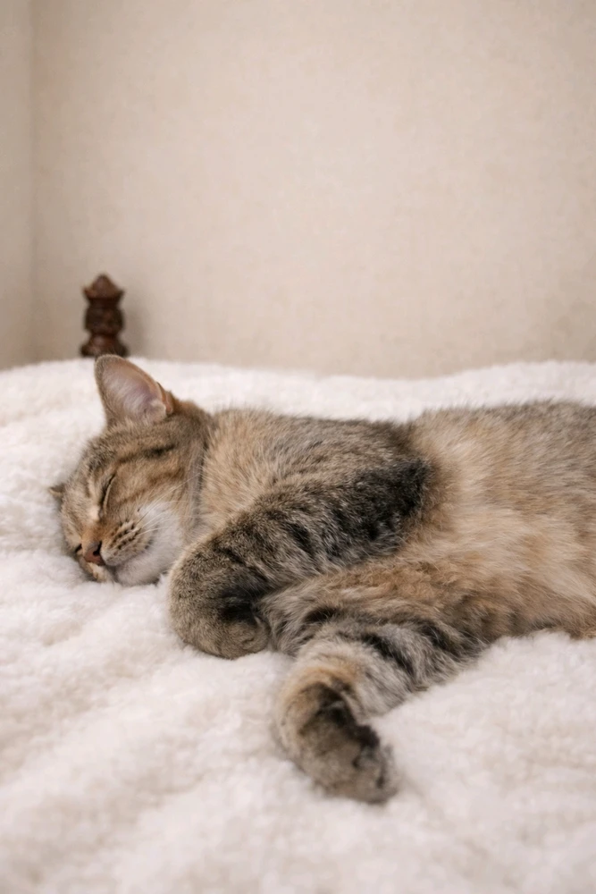 Image uploaded by 𝓢𝓮𝓻𝓮𝓷 • 𝓢𝓮𝓻𝓮𝓷𝓭𝓲𝓹𝓲𝓽𝔂